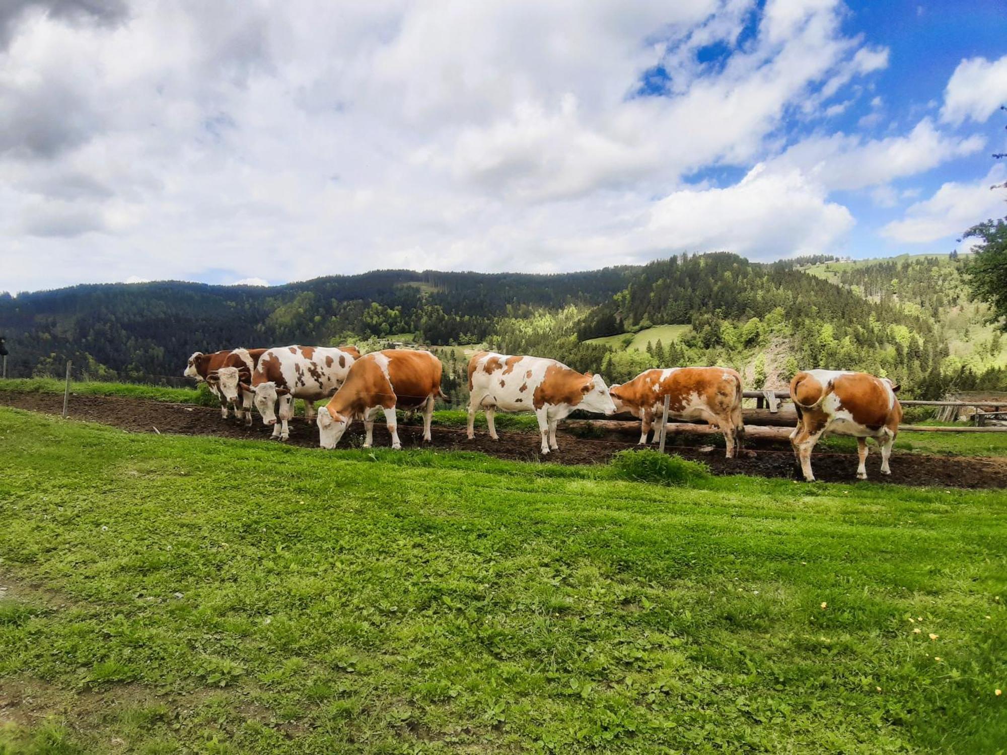 Apartments Organic Tourist Farm Gradisnik Prevalje Zewnętrze zdjęcie